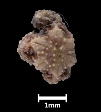 Media type: image;   Invertebrate Zoology OPH-3831 Aspect: dorsal